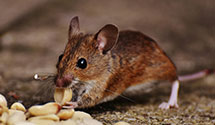 Find Exterminators in Luna County